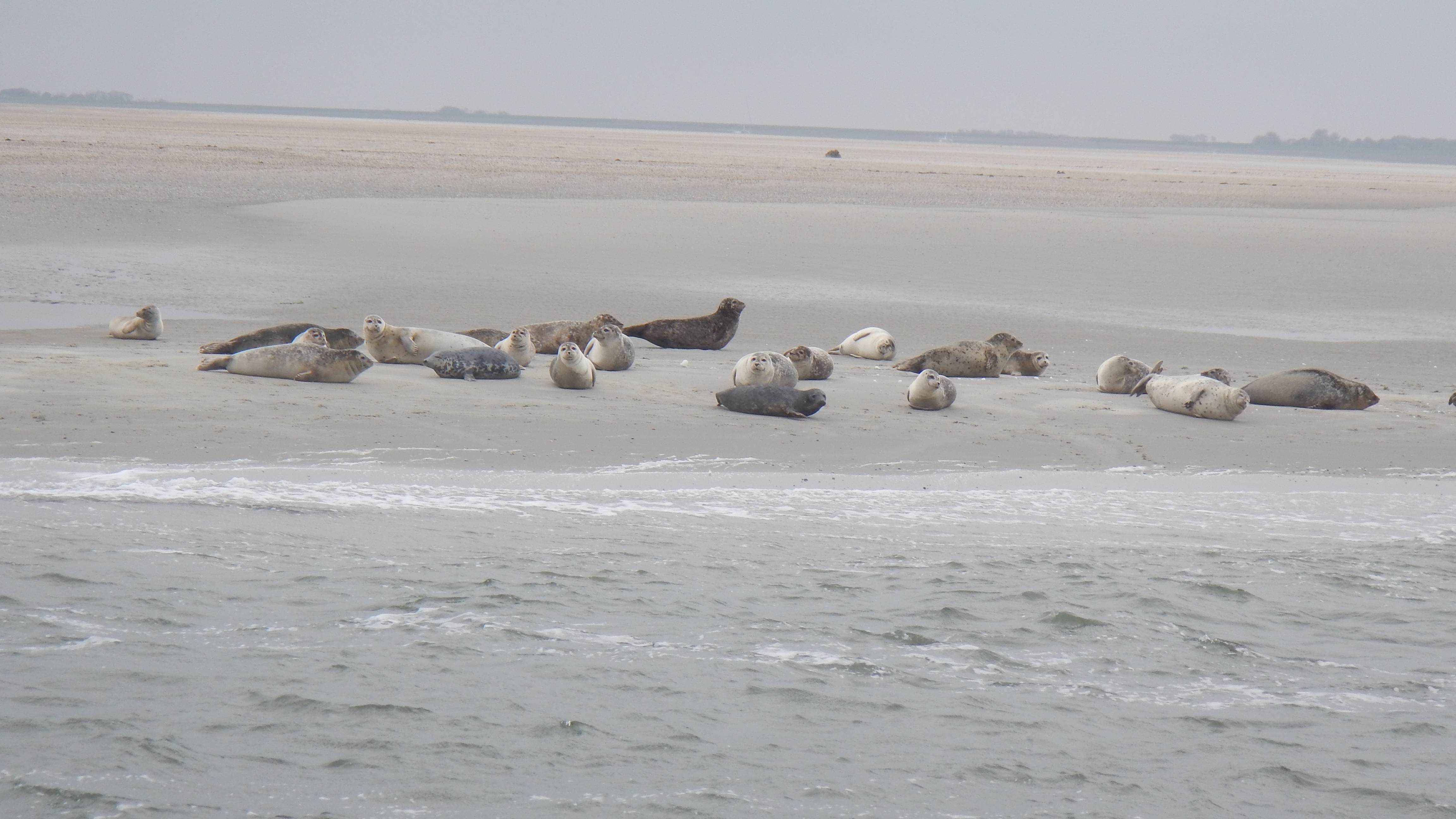 HWK Texel 2015 069.jpg